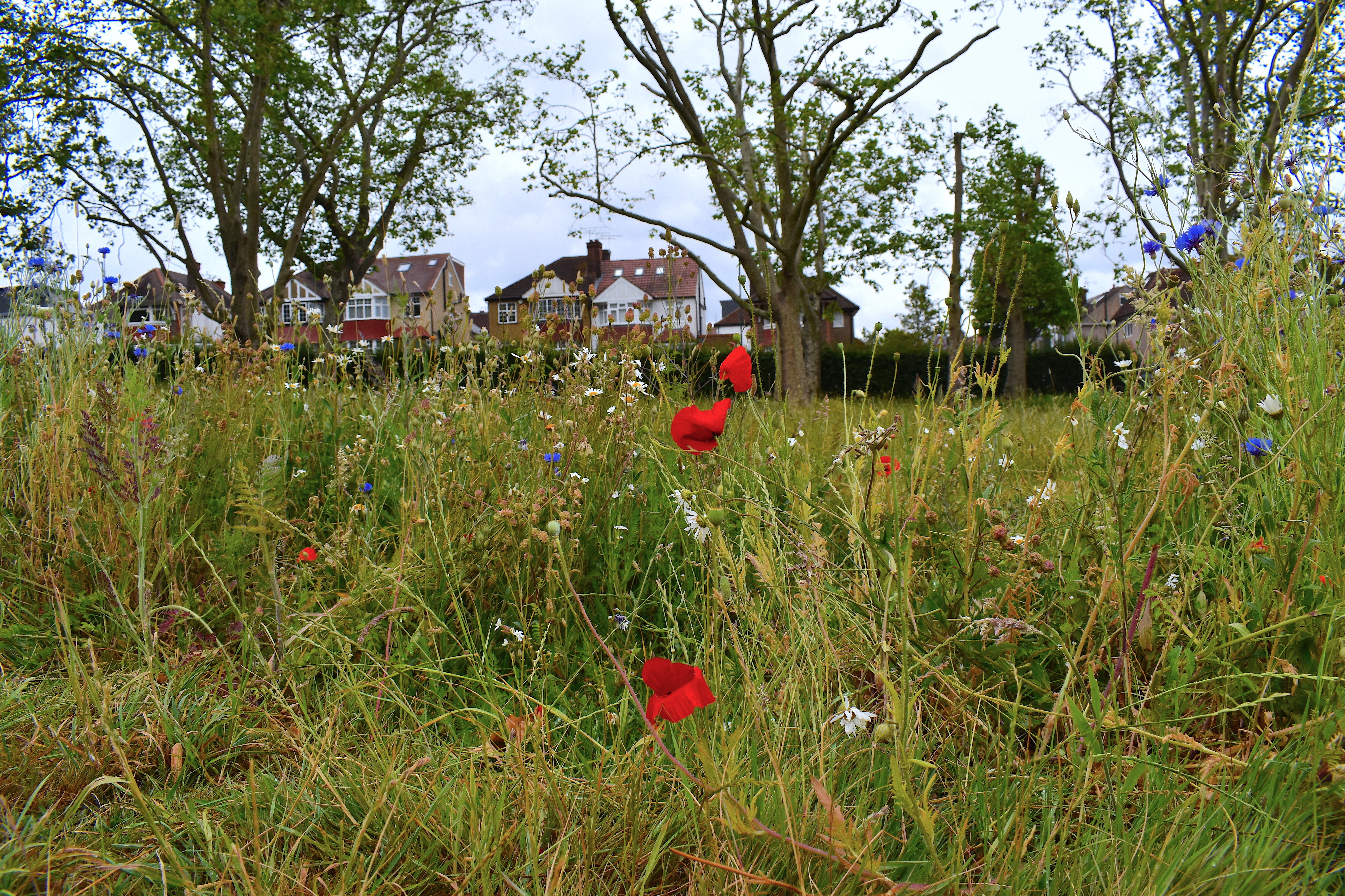 estate management habitat.